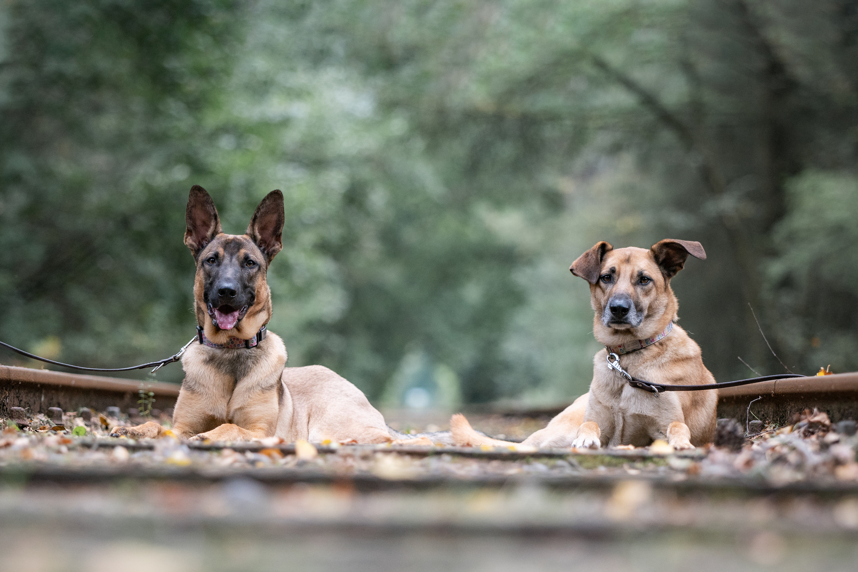 Zaniya (K9 Campus)
